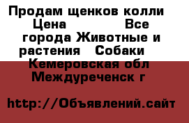 Продам щенков колли › Цена ­ 15 000 - Все города Животные и растения » Собаки   . Кемеровская обл.,Междуреченск г.